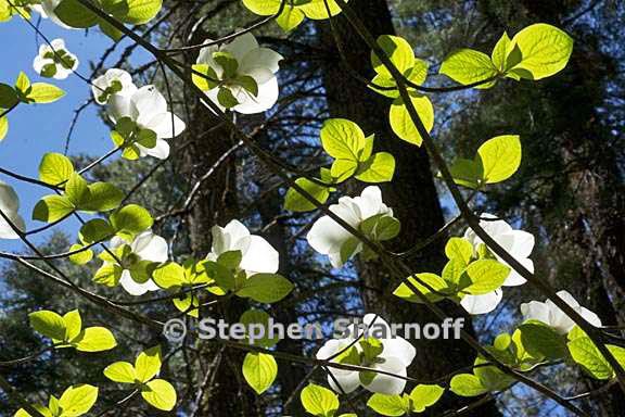 cornus nuttallii 8 graphic